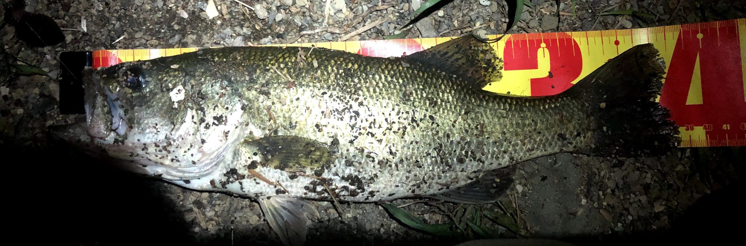 精進湖 バス釣り釣果報告 6 夜 釣れたポイントとルアーについて説明します Arkブログ